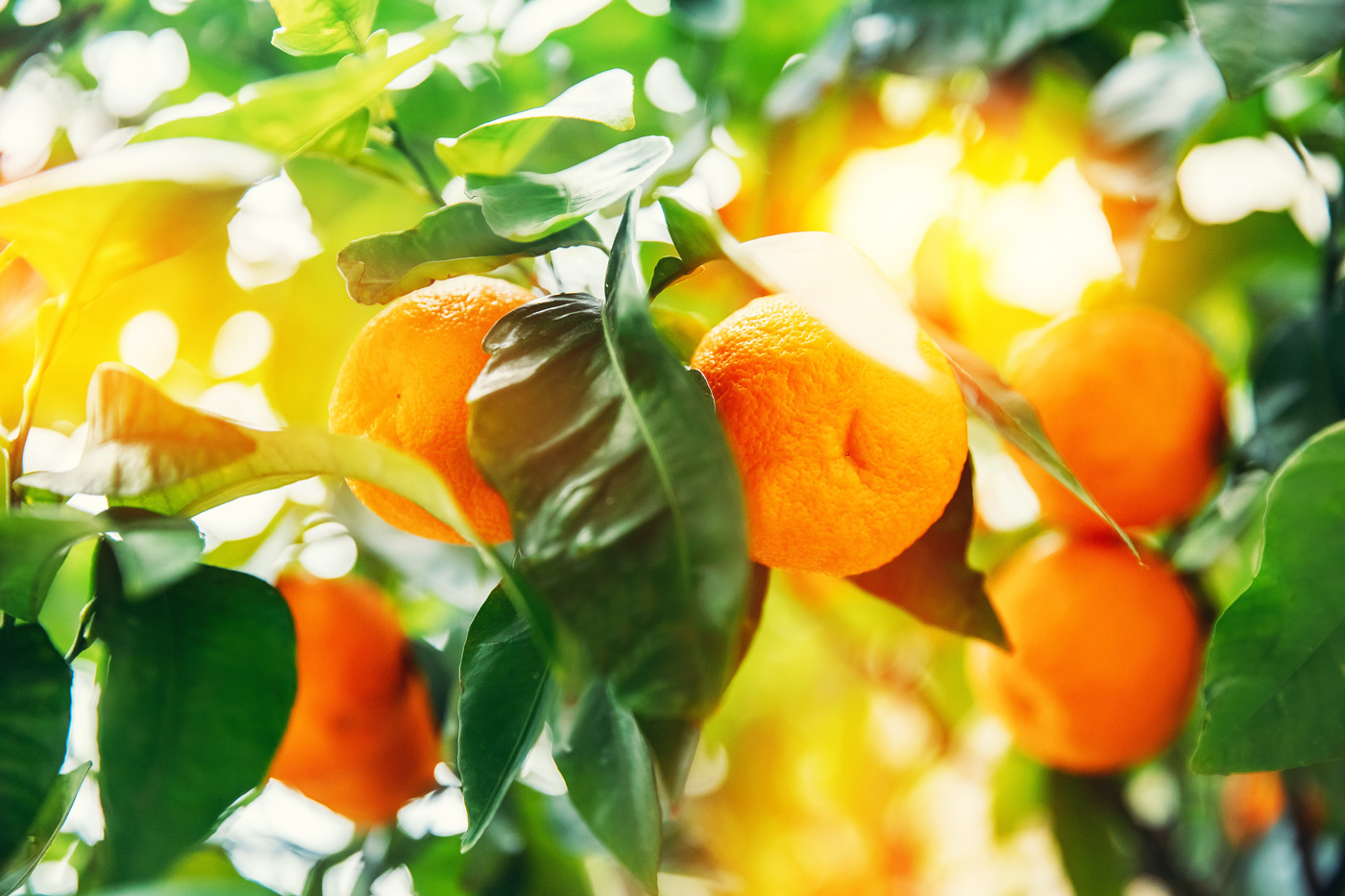 Florida citrus fruit dealer business