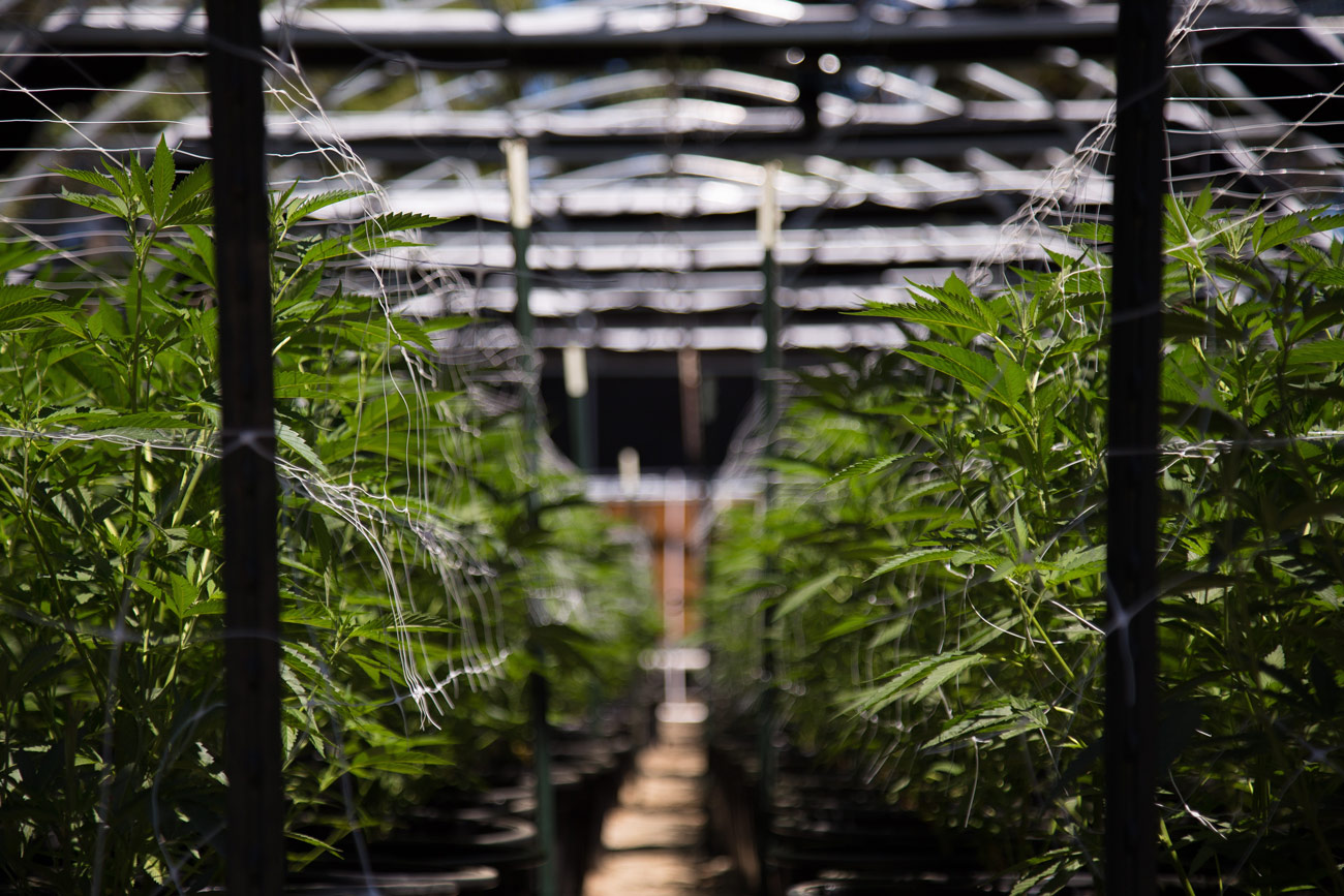 California cannabis cultivation farm