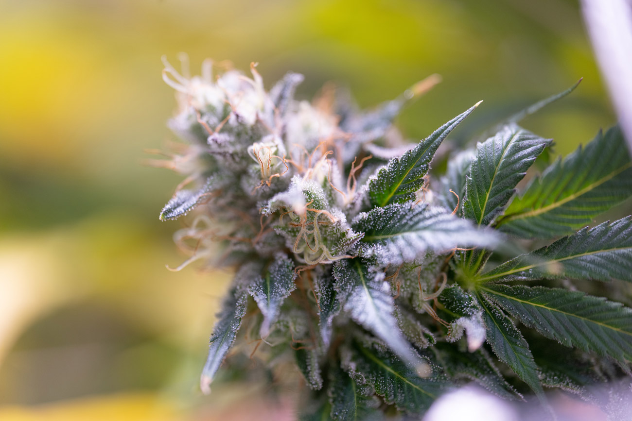 Cannabis flower from a bonded marijuana facility in Montana