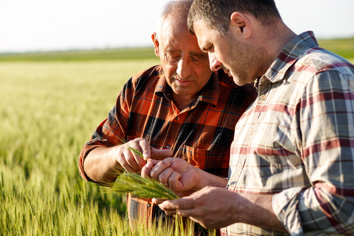 Two people working in a wheat field with a grain dealer bond