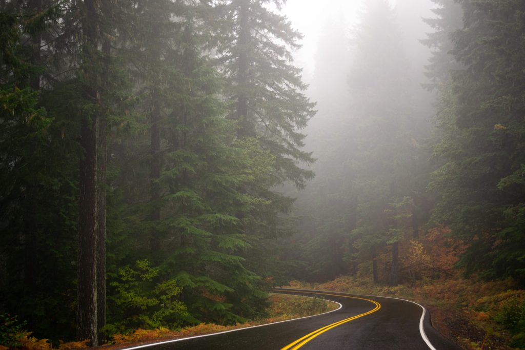 Washington State road through the forest